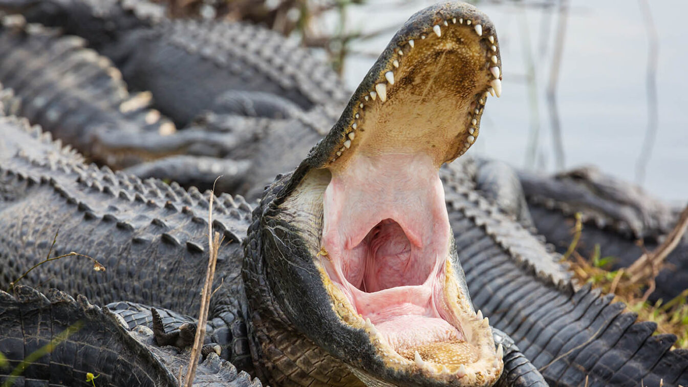 alligator-teeth.jpg